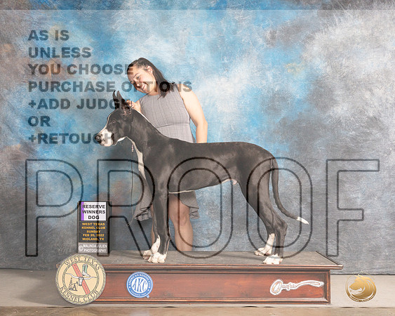 Great Dane #21 Sun RWD Judge Gary AndersenMMJ_5004_Mdlnd2022_HR3
