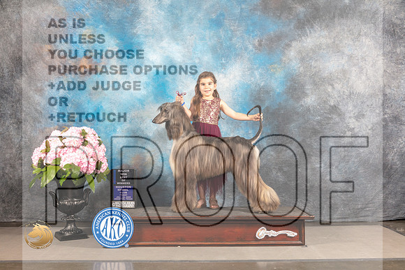 Afghan Hound #10 FRI BOW Major Judge Timothy Catterson_MJ_5739_Houston_2022_HR3