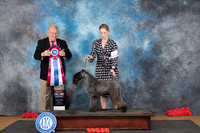 Kerry Blue Terrier #7 Sat BIS Judge Sidney Marx