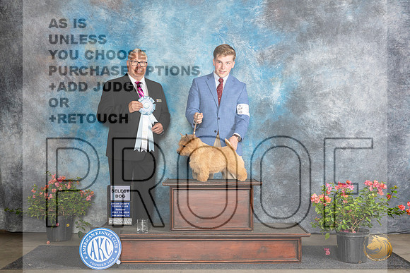 Norwich Terrier #33 Sun SD Judge John F Booth__JP_5860_San Antonio_2024_HR3