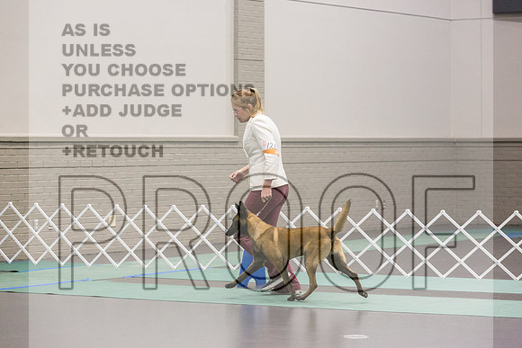 Belgian Malinois Rings Fri Ring 1_JJL_5977_UKCLNGVIEWOCT2024_2024_HR3