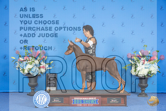 Doberman #9 SUN WD BOW M Judge Annella Cooper__JP_0094_Houston_2024_HR3