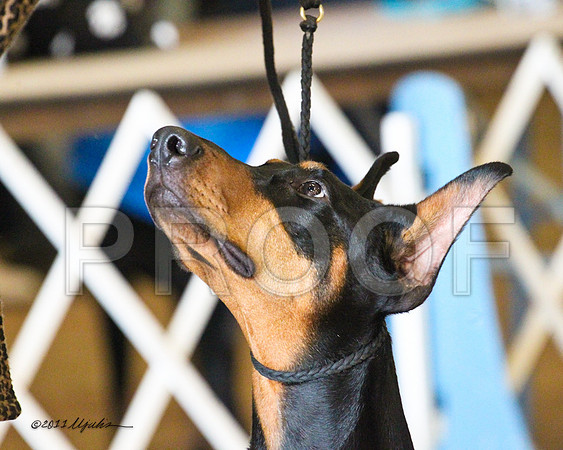 Dobe-7967