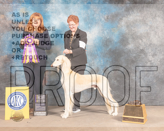 Saluki #? Fri BISS Judge Katrina Hamilton-MMJ_7368-FW2022-HR3