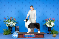 Australian Shepherd #31 THUR WD NC M Judge Nancy Liebes