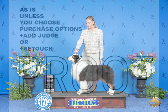Australian Shepherd #31 THUR WD NC M Judge Nancy Liebes__JP_8342_Houston_2024_HR3
