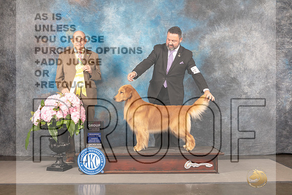 Golden Retriever #36 Sun G3 Judge Joe Walton_MJ_8365_Houston_2022_HR3