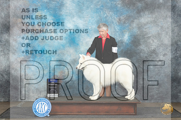 Samoyed #5 Mon BOW Judge Dr Steve Keating__JP_4377_Lubbock_2024_HR3
