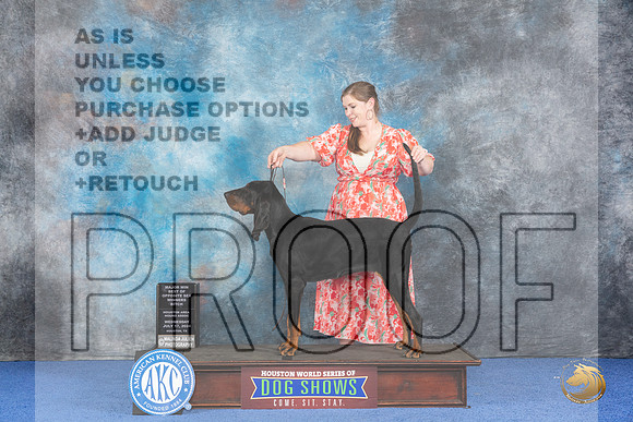 Black and Tan Coonhound #12 WED WB BOP M Judge Barbara Scherer__JP_6940_Houston_2024_HR3
