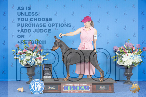 Doberman #21 SAT WD BOW M Judge Jon Cole__JP_9676_Houston_2024_HR3