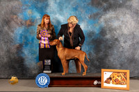 Vizsla #21 WED BOB Judge Linda Hurlebaus