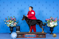 Beauceron #11 FRI WD BOW NC M Judge Annella Cooper