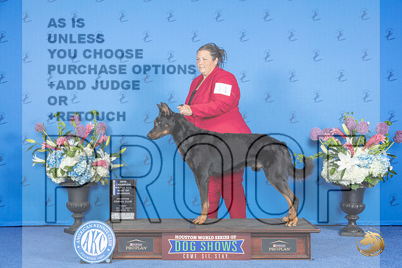 Beauceron #11 FRI WD BOW NC M Judge Annella Cooper__JP_9366_Houston_2024_HR3