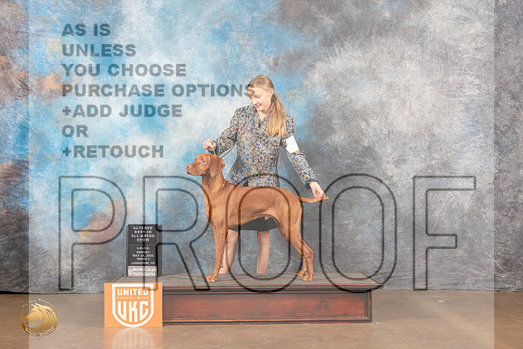 Vizsla #310 Sun1 ABIS Judge Matthew ProctorMMJ_6071_Lngvw2022HR3