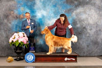 Golden Retriever #55 FRI WD BOW Major Judge Timothy Catterson
