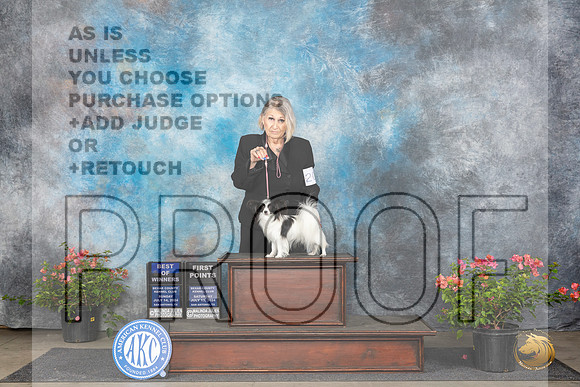 Papillon #6 Sun BOW Judge Polly Smith__JP_6034_San Antonio_2024_HR3