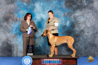 Rhodesian Ridgeback #14 WED W BW Judge Barbara Scherer