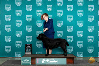 Labrador Retriever #484 Thur T10 Judge Lori Sargent