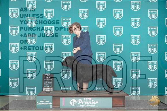 Labrador Retriever #484 Thur T10 Judge Lori Sargent__JP_1198_Premier_2024_HR3
