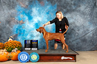 Redbone Coonhound #8 Sat BOB Judge Shelley Hennessy