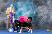Alaskan Malamute #17 WED WD BOW Judge Jon Cole
