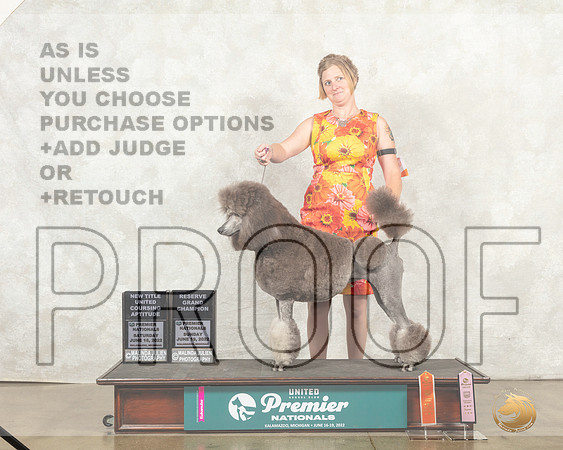 Poodle Std #298 RGCh__MJ_9183_Premier_2022_HR3