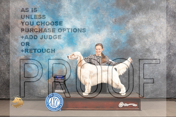 English Setter #6 WED BOW Judge Barbara Alderman_MJ_2480_Houston_2022_HR3