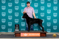 Cane Corso #200 Sunn BOBTD Judge Nancy Eilks
