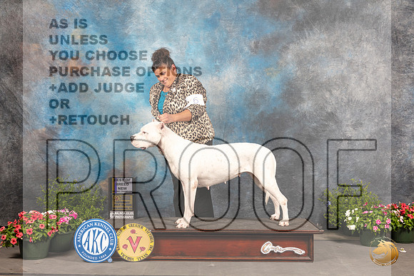 Dogo Argentino #6 Sat BOBGr Judge Robert Shreve r_MJ_0287_SA_2022_HR3