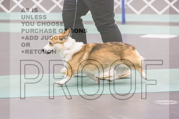 Pembroke Welsh Corgi Rings Fri Ring 1_JJL_6121_UKCLNGVIEWOCT2024_2024_HR3