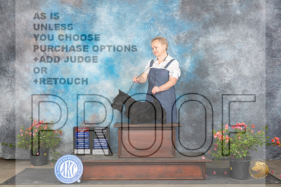 Scottish Terrier # Fri BOS Judge Karen McFarlane Sun OHG3 Judge Karen McFarlane__JP_6234_San Antonio_2024_HR3
