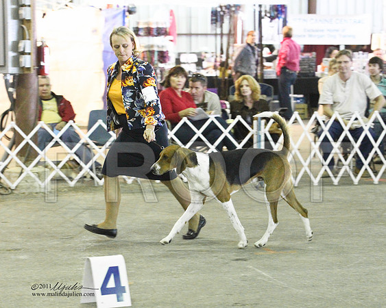 Group Hound Saturday - 0017