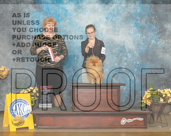 Pomeranian #28 Thur BOS Judge Betty Pollock-MMJ_8688-NWARK2022-HR3