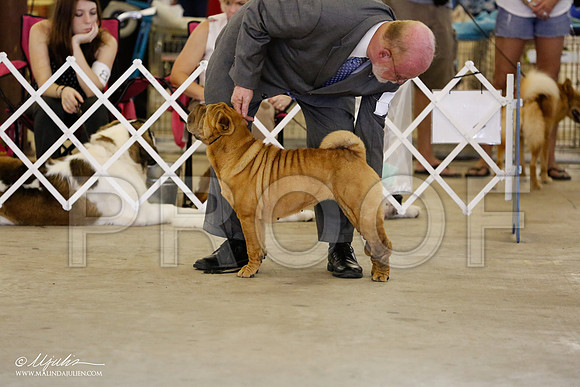 SharPei-4586-CntnOct13-HR
