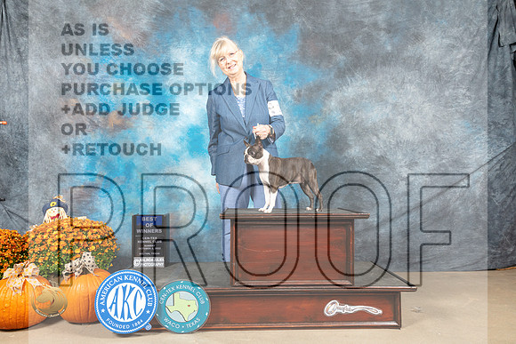Boston Terrier #14 Sun BOW Judge Donnelle Richards_MJ_6288_Belton_2022_HR3