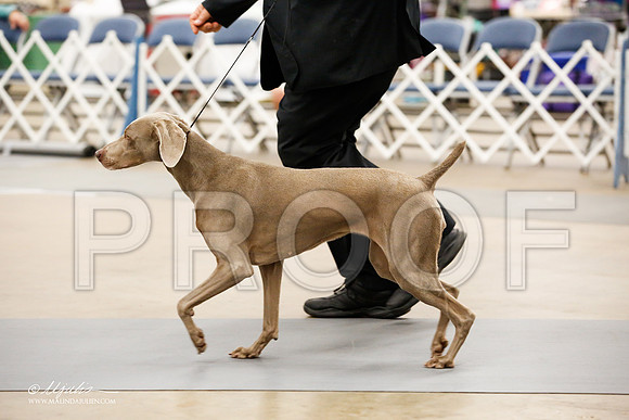 _JJ_7569-2-AddisonHuskyMar2015-HR3