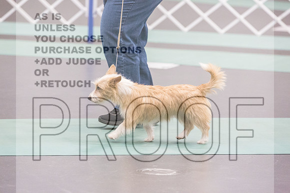 Portuguese Podengo Fri Ring 1_JJL_5159_UKCLNGVIEWOCT2024_2024_HR3