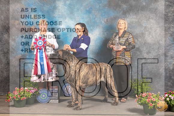 Mastiff #9 Sun BIS Judge Debra Thornton_MJ_1757_SA_2022_HR3