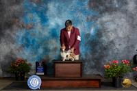 Chihuahua Long Coat #7Sat WDBOWM Judge Christie Martinez