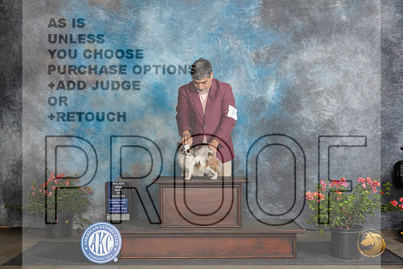 Chihuahua Long Coat #7Sat WDBOWM Judge Christie Martinez__JP_5981_San Antonio_2024_HR3