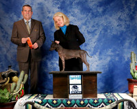 American Hairless Terrier #15 Sun BOB Miller Susan & Marian Blackman Judge D Cline