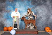 Redbone Coonhound #9 Sat OHRBIS Judge Hal Biermann