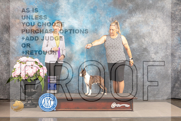 Boston Terrier #21 SAT WD Judge Patricia Sosa_MJ_6584_Houston_2022_HR3