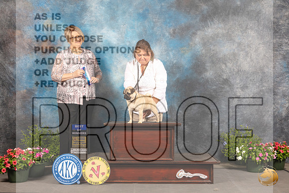 Pug #8 Sat BOW Judge Cindy Lane_MJ_0035_SA_2022_HR3