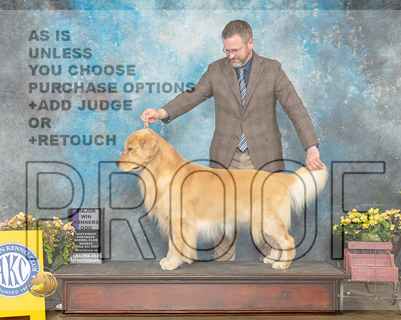 Golden Retriever #29 Sun WD Judge Laurie Telfair-MMJ_1386-NWARK2022-HR3