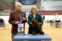 Poodle Toy #28 WB Maj Talkington Letitia Judge N Patton