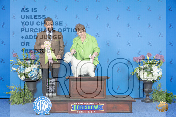 Westhighland White Terrier #8 THUR BW M Judge Jon Cole__JP_8238_Houston_2024_HR3