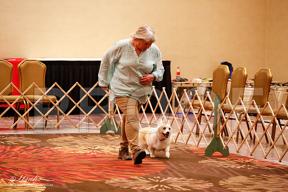 _JJ_8151-HstnCorgiFeb2015-HR3