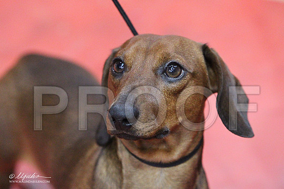 DachS-5682LR