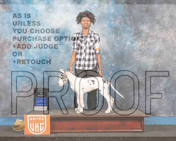Great Dane #248 Sat1 BestPuppy Judge Pam Moore_MMJ_6218_Addison2022_HR3